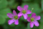 Violet Wood Sorrel