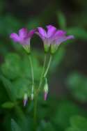 Violet Wood Sorrel