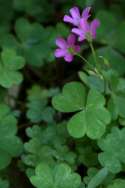 Violet Wood Sorrel