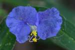 Carolina Dayflower