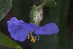 Carolina Dayflower