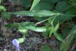 Carolina Dayflower