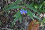 Carolina Dayflower