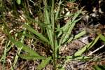 Tall Ironweed