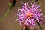 Tall Ironweed