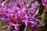 Tall Ironweed