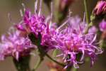 Tall Ironweed