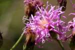 Tall Ironweed