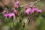 Tall Ironweed