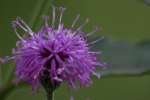 Tall Ironweed