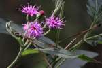 Tall Ironweed