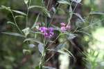 Tall Ironweed