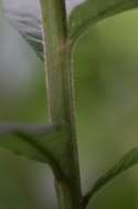 Tall Ironweed