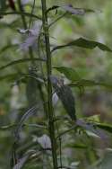 Tall Ironweed