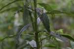 Tall Ironweed