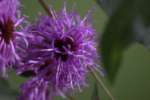 Tall Ironweed