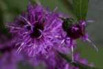 Tall Ironweed