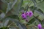 Tall Ironweed