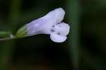 False Pimpernel