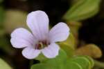 Herb of Grace