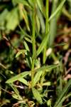 Texas Toadflax