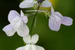 Texas Toadflax