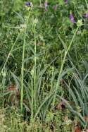 Virginia Spiderwort