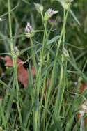 Virginia Spiderwort