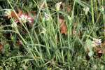 Virginia Spiderwort