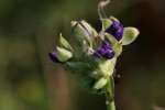 Virginia Spiderwort