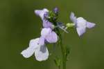 Texas Toadflax