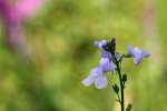 Texas Toadflax