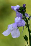 Texas Toadflax