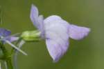 Texas Toadflax