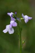 Texas Toadflax