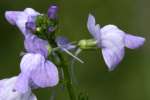 Texas Toadflax