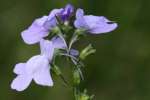 Texas Toadflax