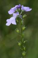 Texas Toadflax