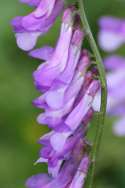 Purple (Winter) Vetch