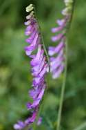 Purple (Winter) Vetch