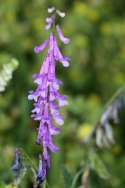 Purple (Winter) Vetch