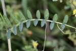 Purple (Winter) Vetch