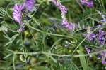 Purple (Winter) Vetch