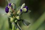 Virginia Spiderwort