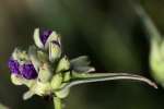 Virginia Spiderwort