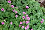 Violet Wood Sorrel