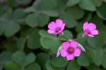 Violet Wood Sorrel