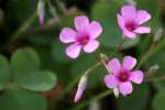 Violet Wood Sorrel