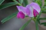 Narrow-leaved Vetch