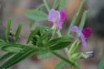 Narrow-leaved Vetch